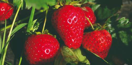 venez cueillir de délicieuse fraises