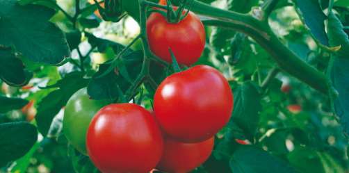 journée de la tomate