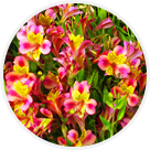 Alstromérias