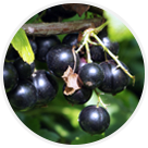 Cassis